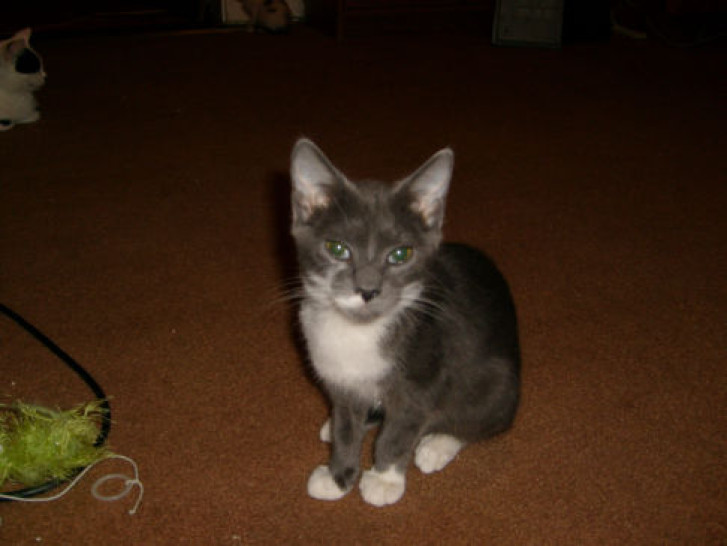 Picture of a cat / kitten / feline