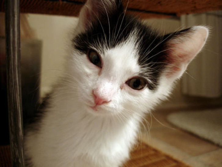 Picture of a cat / kitten / feline