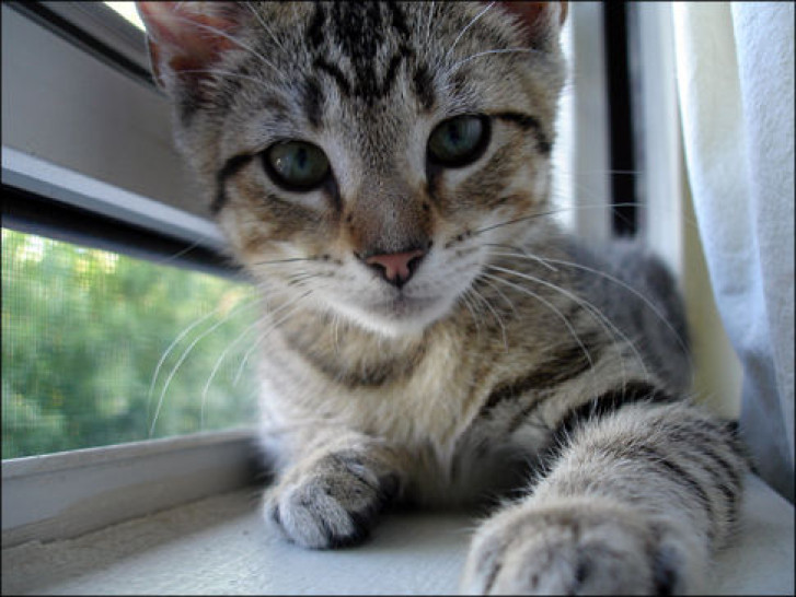 Picture of a cat / kitten / feline