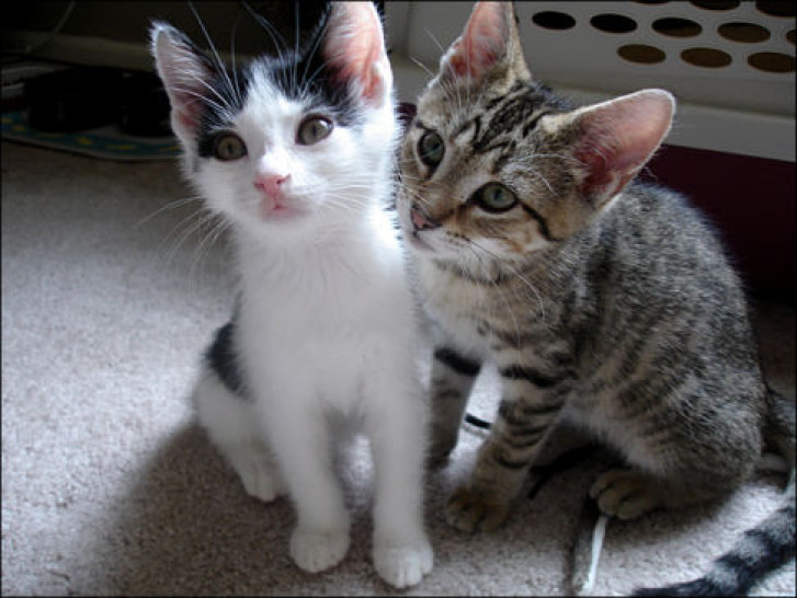 Picture of a cat / kitten / feline