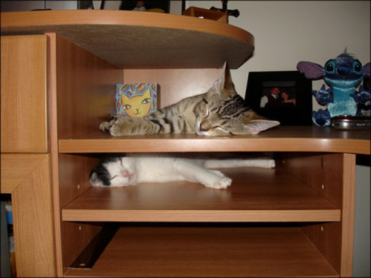 Picture of a cat / kitten / feline