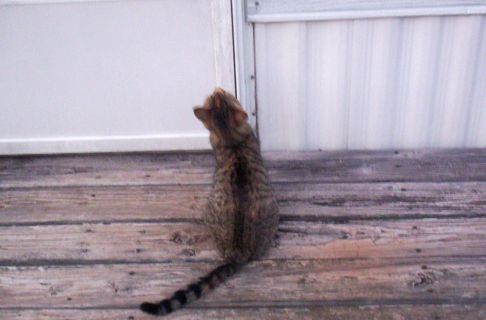 Picture of a cat / kitten / feline