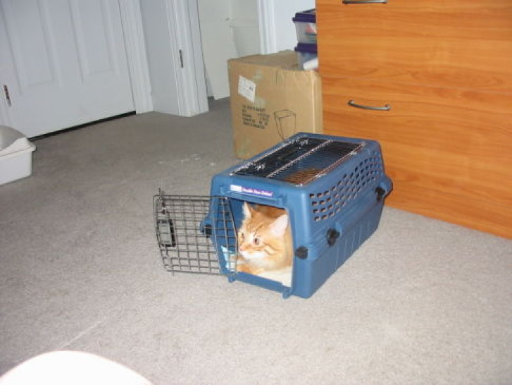 Picture of a cat / kitten / feline