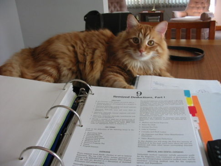 Picture of a cat / kitten / feline