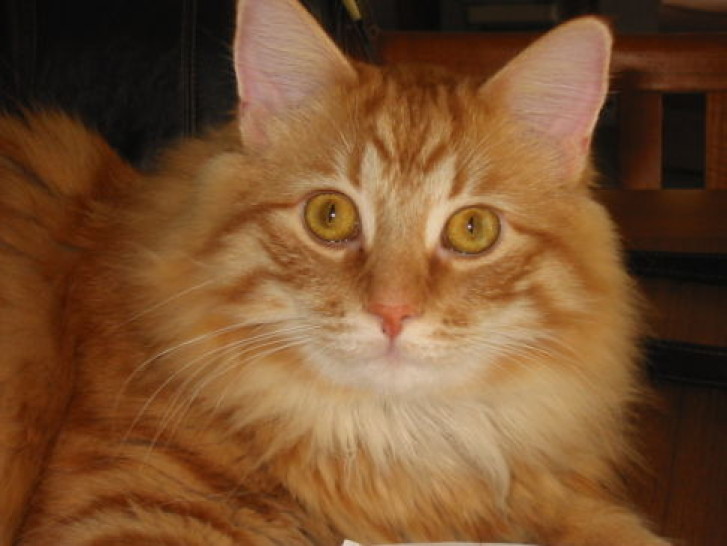 Picture of a cat / kitten / feline