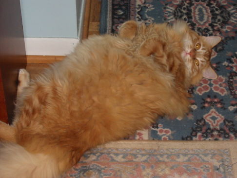 Picture of a cat / kitten / feline