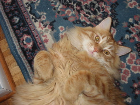 Picture of a cat / kitten / feline