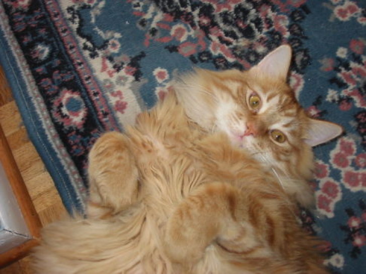 Picture of a cat / kitten / feline