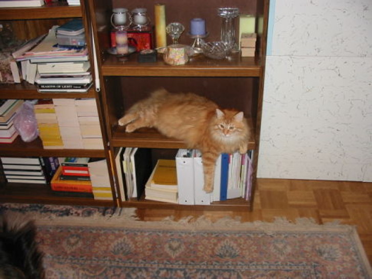 Picture of a cat / kitten / feline