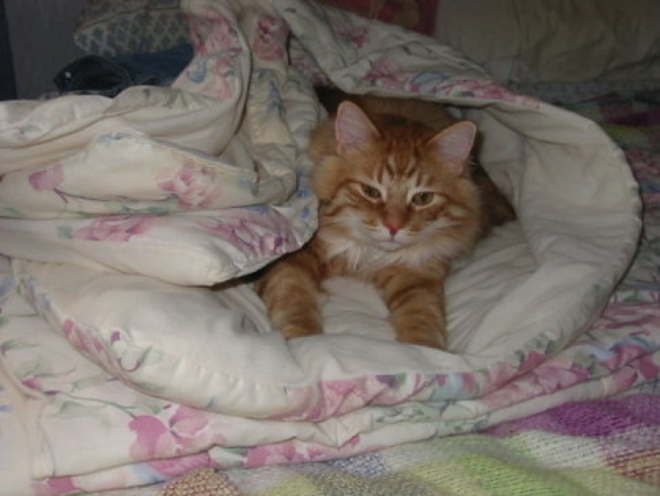 Picture of a cat / kitten / feline