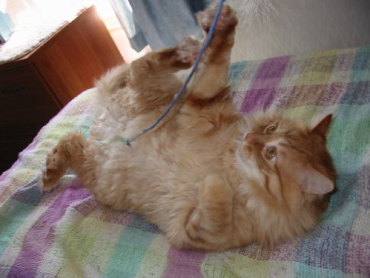 Picture of a cat / kitten / feline