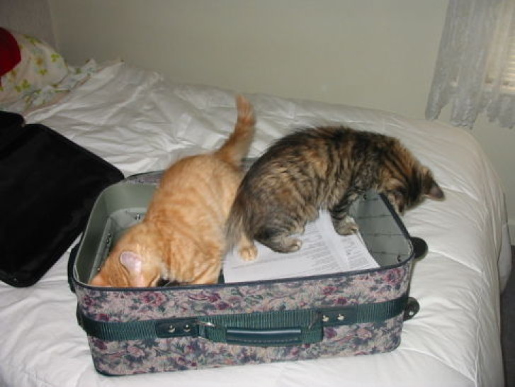 Picture of a cat / kitten / feline