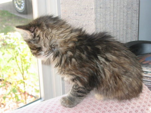 Picture of a cat / kitten / feline