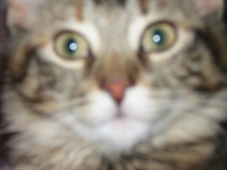 Picture of a cat / kitten / feline