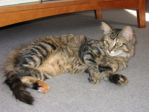 Picture of a cat / kitten / feline