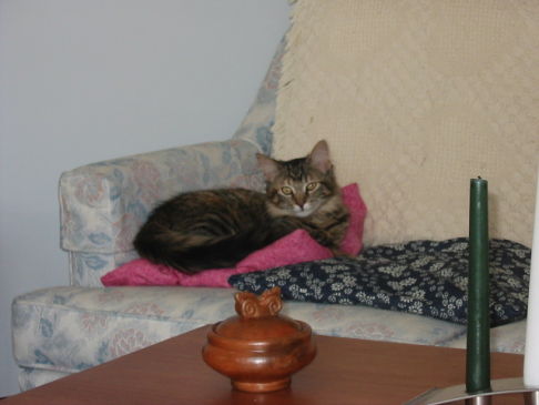 Picture of a cat / kitten / feline