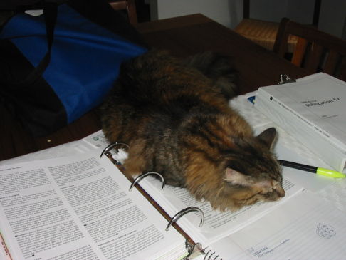 Picture of a cat / kitten / feline