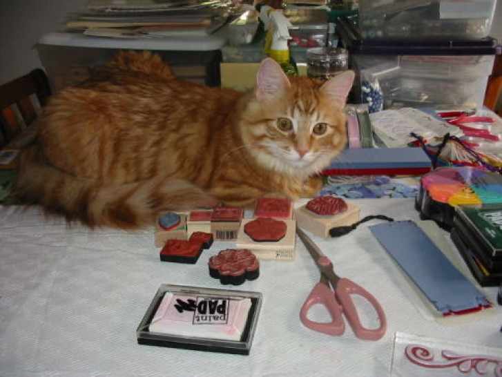 Picture of a cat / kitten / feline