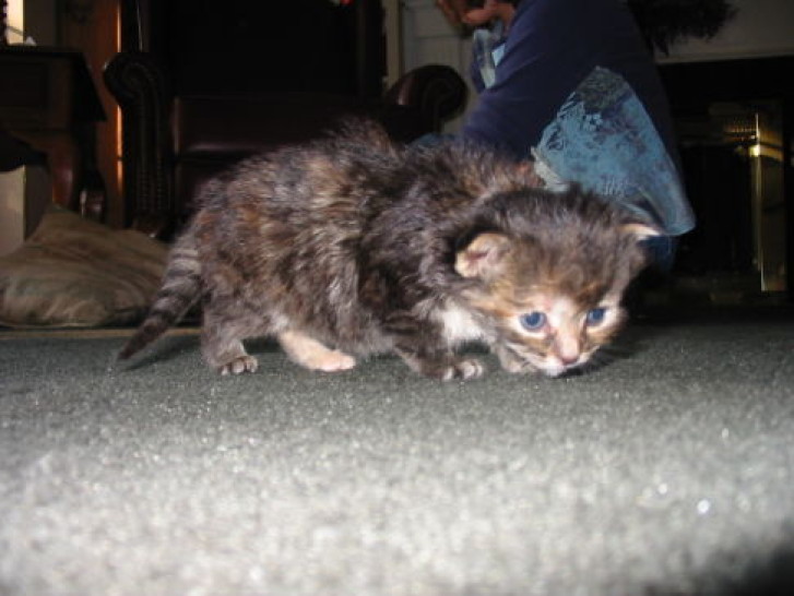 Picture of a cat / kitten / feline