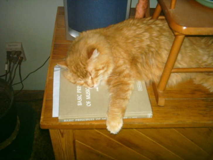 Picture of a cat / kitten / feline