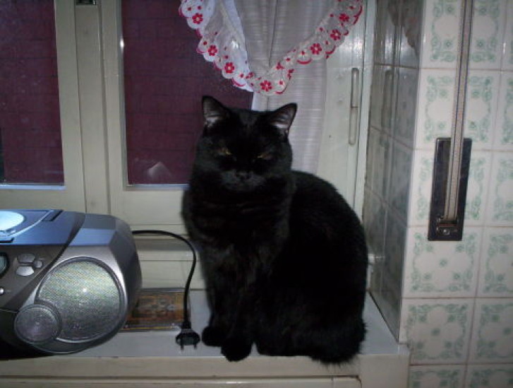 Picture of a cat / kitten / feline