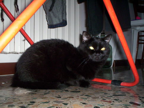 Picture of a cat / kitten / feline