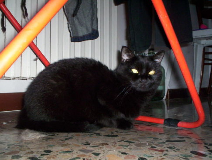 Picture of a cat / kitten / feline