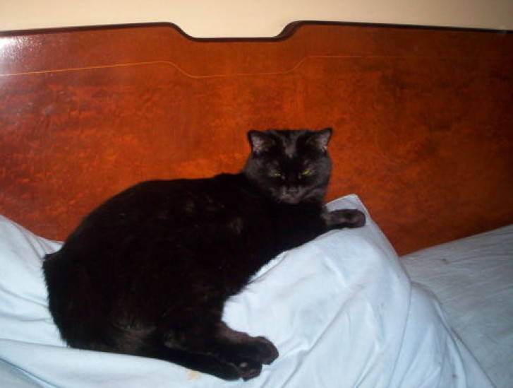 Picture of a cat / kitten / feline