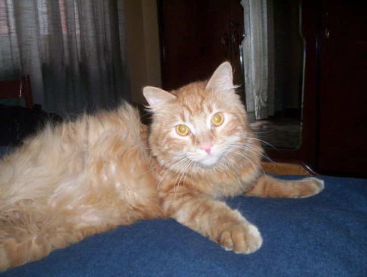 Picture of a cat / kitten / feline