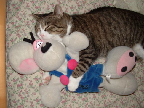 Picture of a cat / kitten / feline