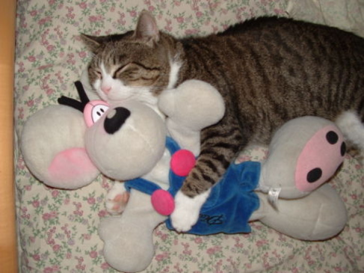 Picture of a cat / kitten / feline