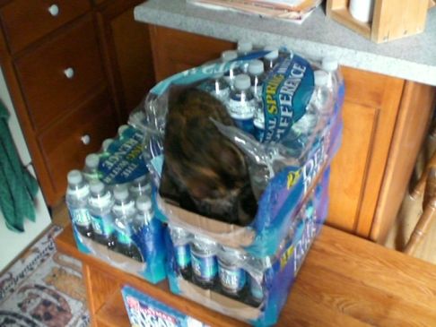 Picture of a cat / kitten / feline