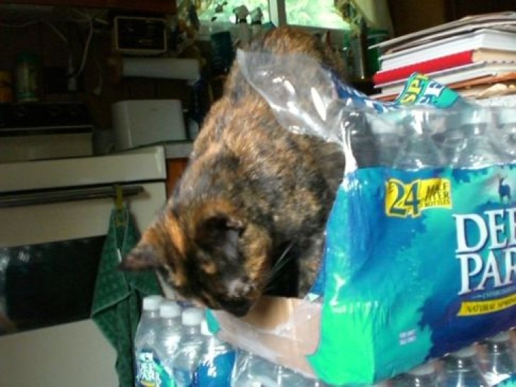 Picture of a cat / kitten / feline