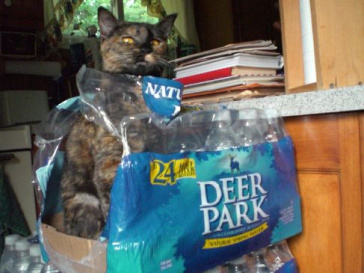 Picture of a cat / kitten / feline