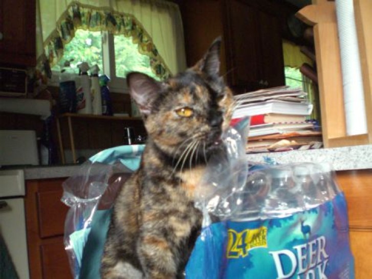 Picture of a cat / kitten / feline