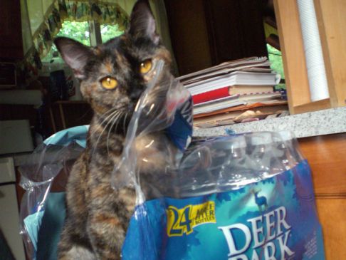 Picture of a cat / kitten / feline