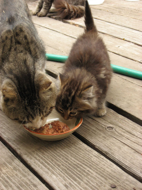 Picture of a cat / kitten / feline