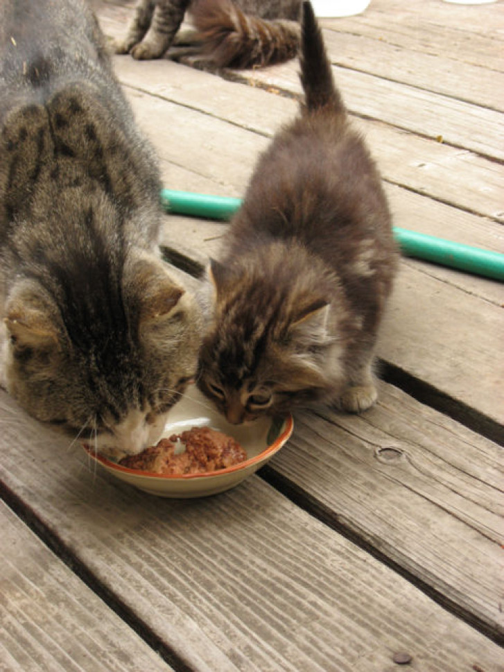 Picture of a cat / kitten / feline