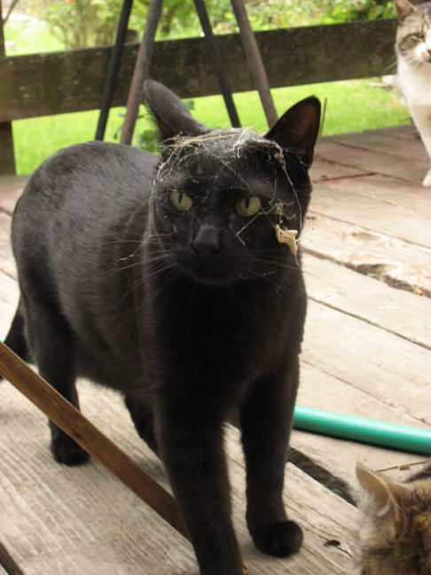 Picture of a cat / kitten / feline