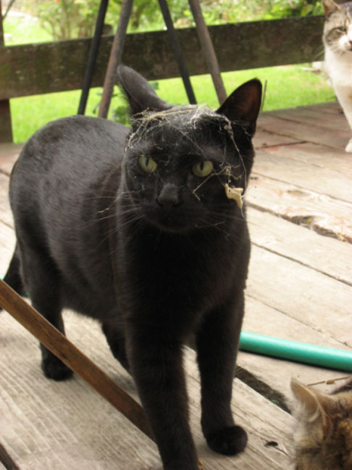 Picture of a cat / kitten / feline