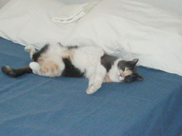 Picture of a cat / kitten / feline