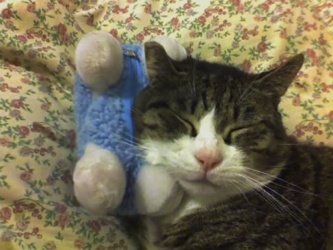 Picture of a cat / kitten / feline