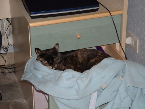 Picture of a cat / kitten / feline