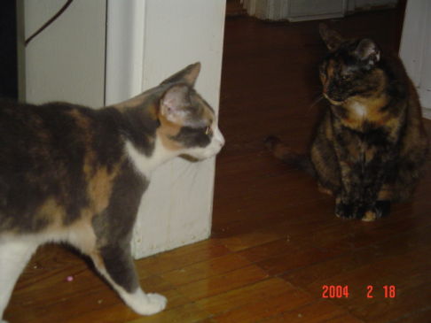 Picture of a cat / kitten / feline