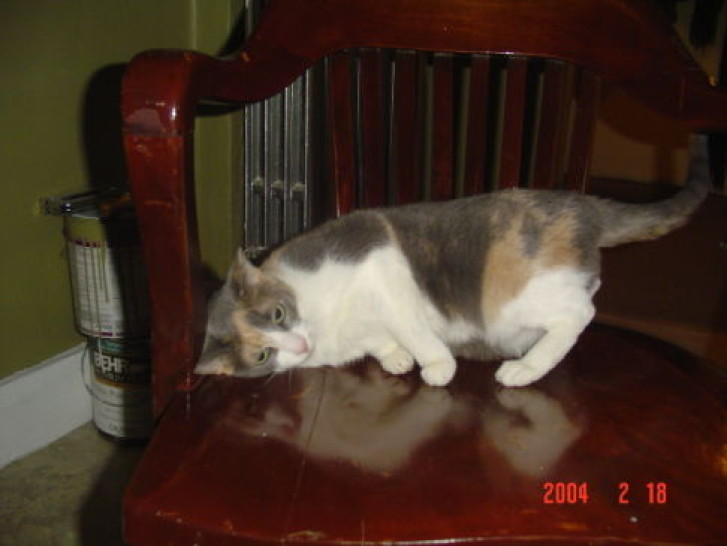 Picture of a cat / kitten / feline