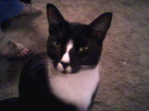 Picture of a cat / kitten / feline