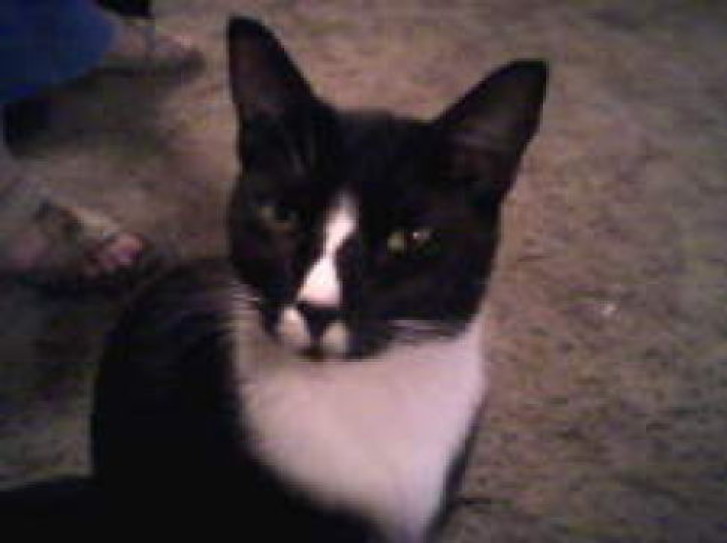 Picture of a cat / kitten / feline