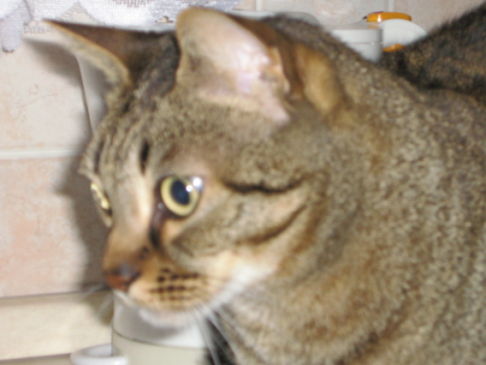 Picture of a cat / kitten / feline