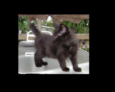 Picture of a cat / kitten / feline