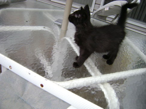 Picture of a cat / kitten / feline